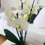 Pod Czantoria