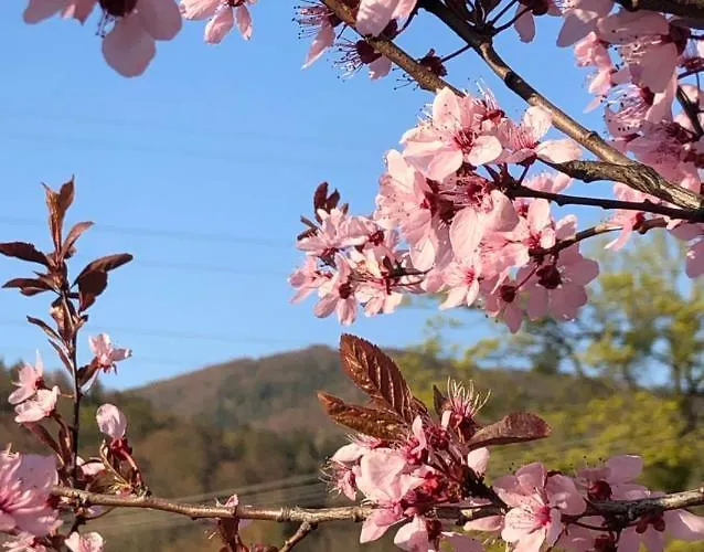 Pod Czantoria * أوسترون